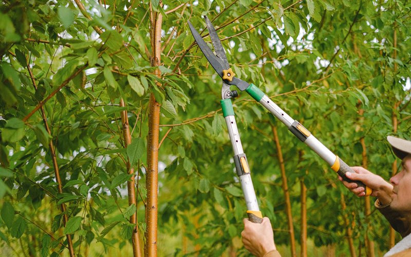Tree trimming in Eddyville, NE